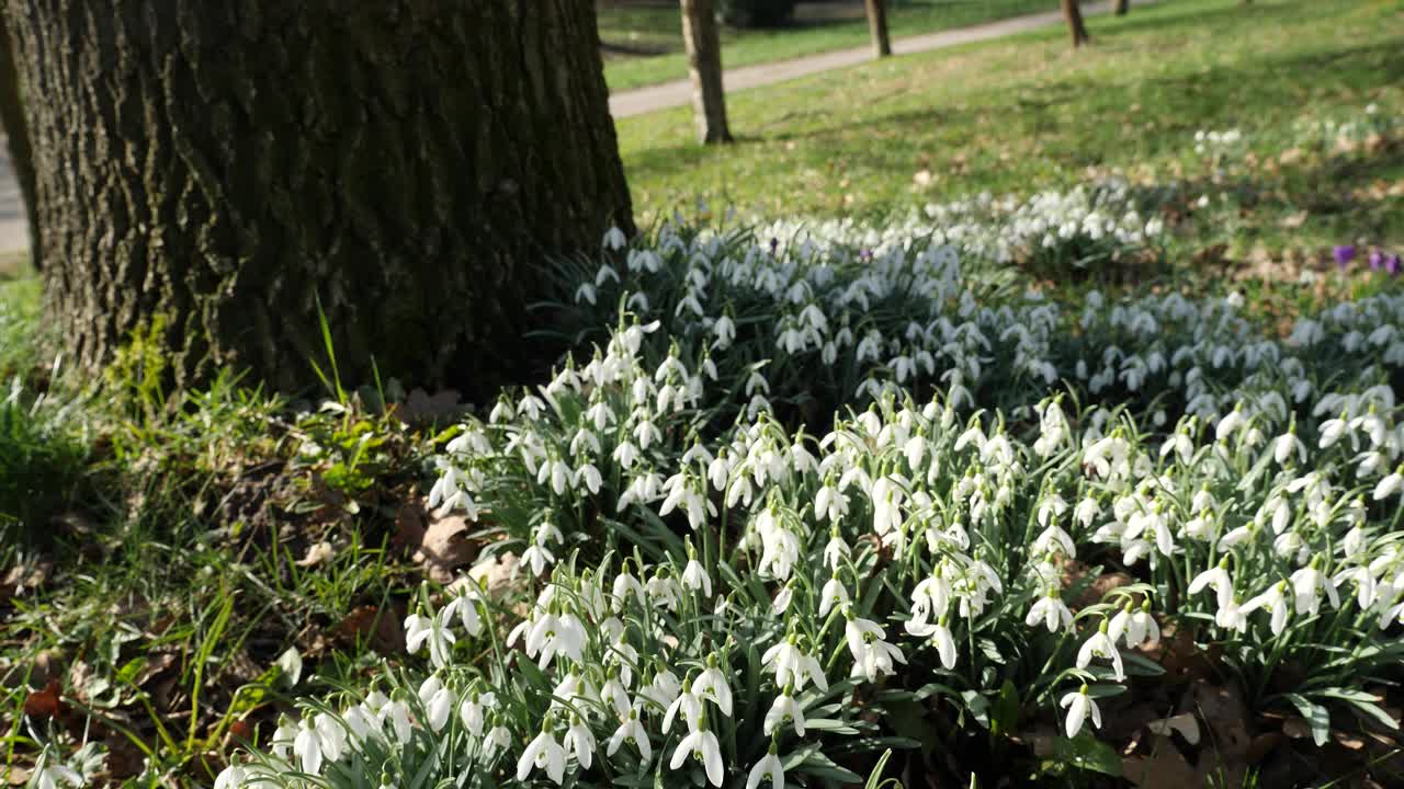 春天公园里的雪花莲，跟踪拍摄视频素材