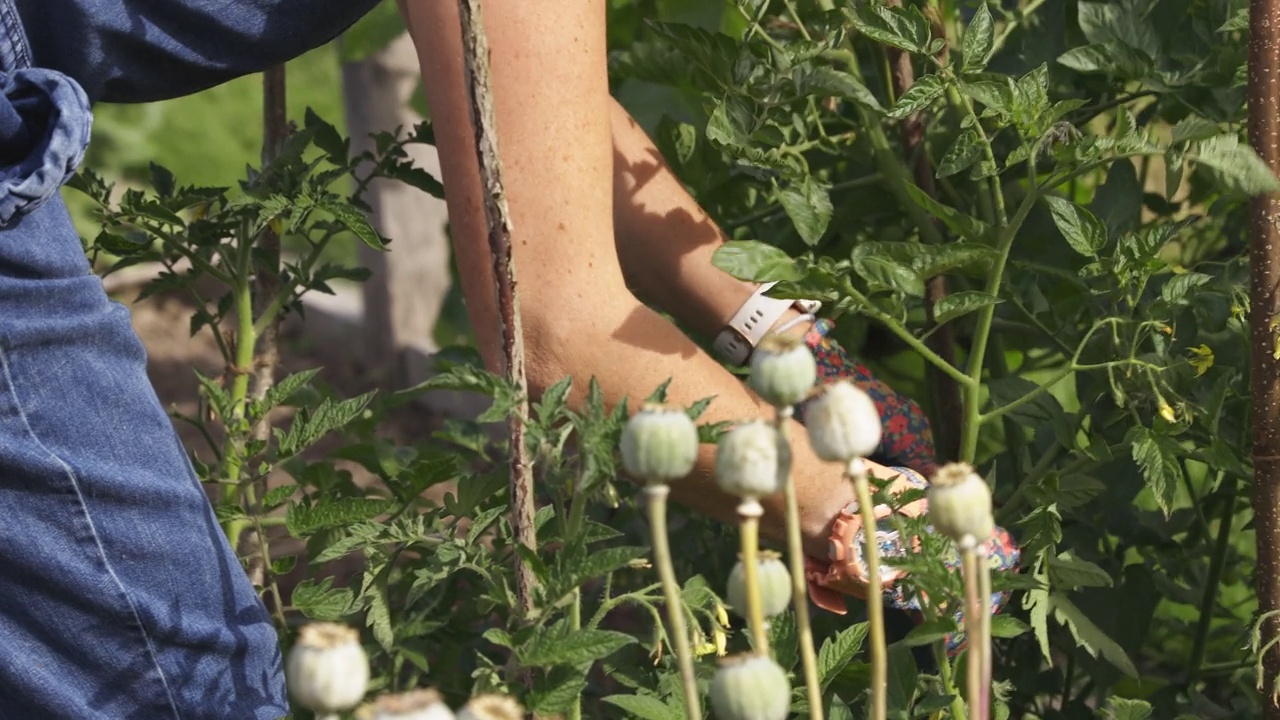 女人在阳光明媚的后院花园修剪蔬菜视频素材