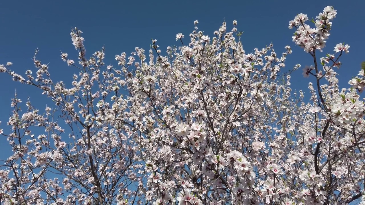 杏仁树开花视频素材