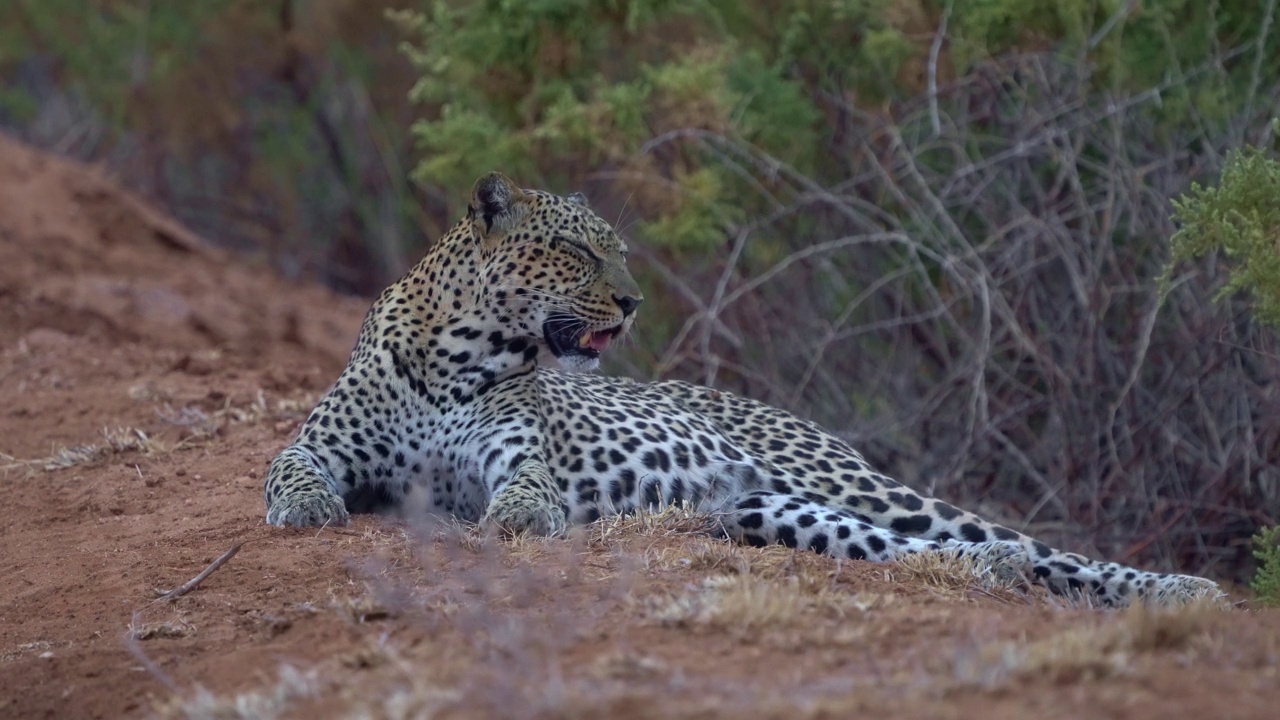 豹- Panthera pardus，非洲的大斑点黄色猫科动物，属Panthera猫科动物科，日落或日出的肖像在非洲尘土丛生的道路旁边的灌木丛中，躺着和休息，张开嘴巴视频素材