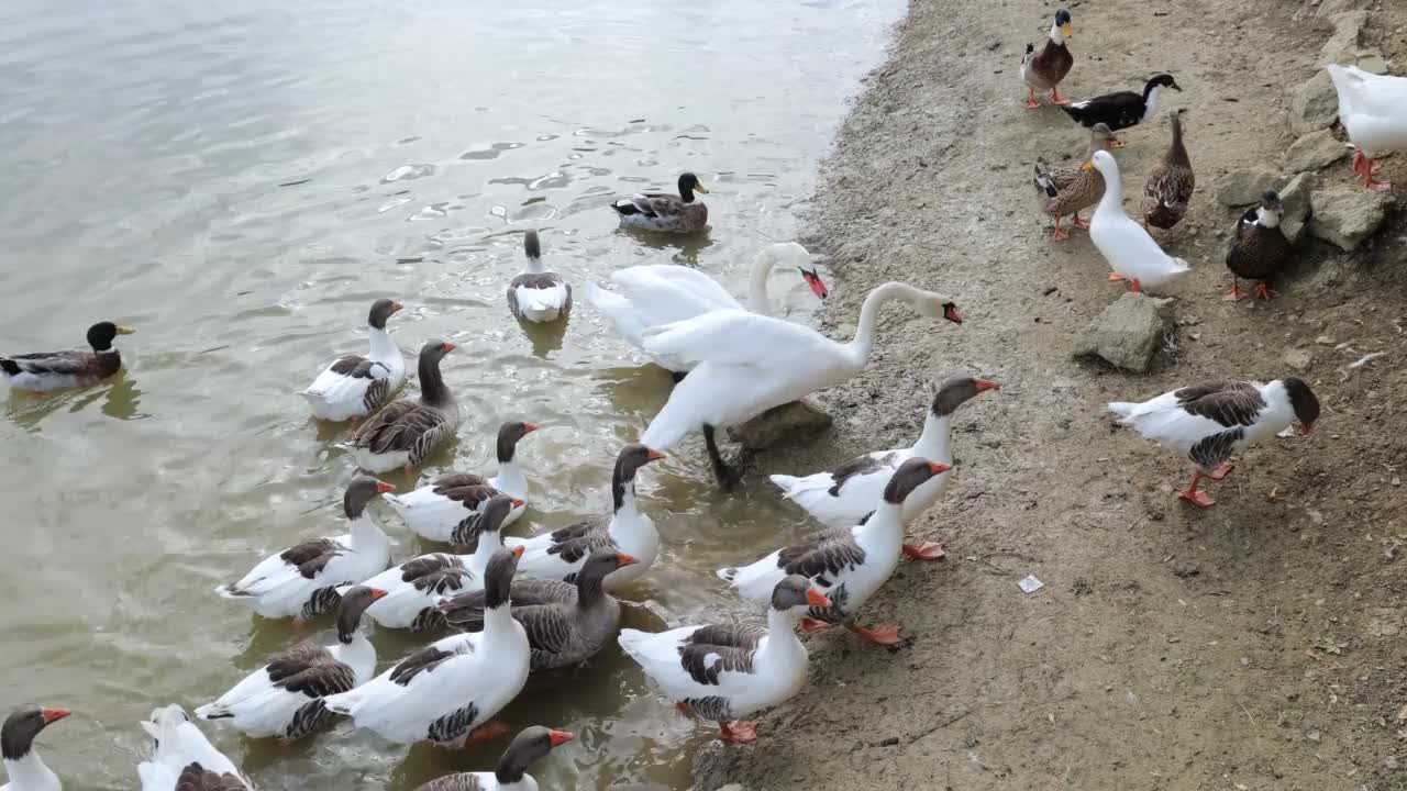 鸭子、鹅和天鹅在湖里游泳视频素材