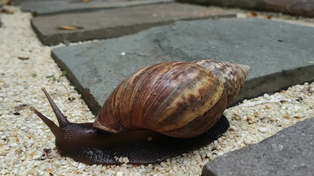 慢的蜗牛视频下载