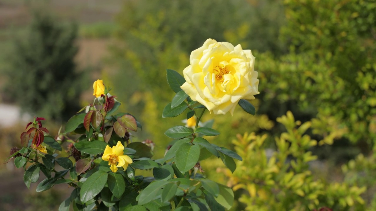 花园里有玫瑰花视频素材