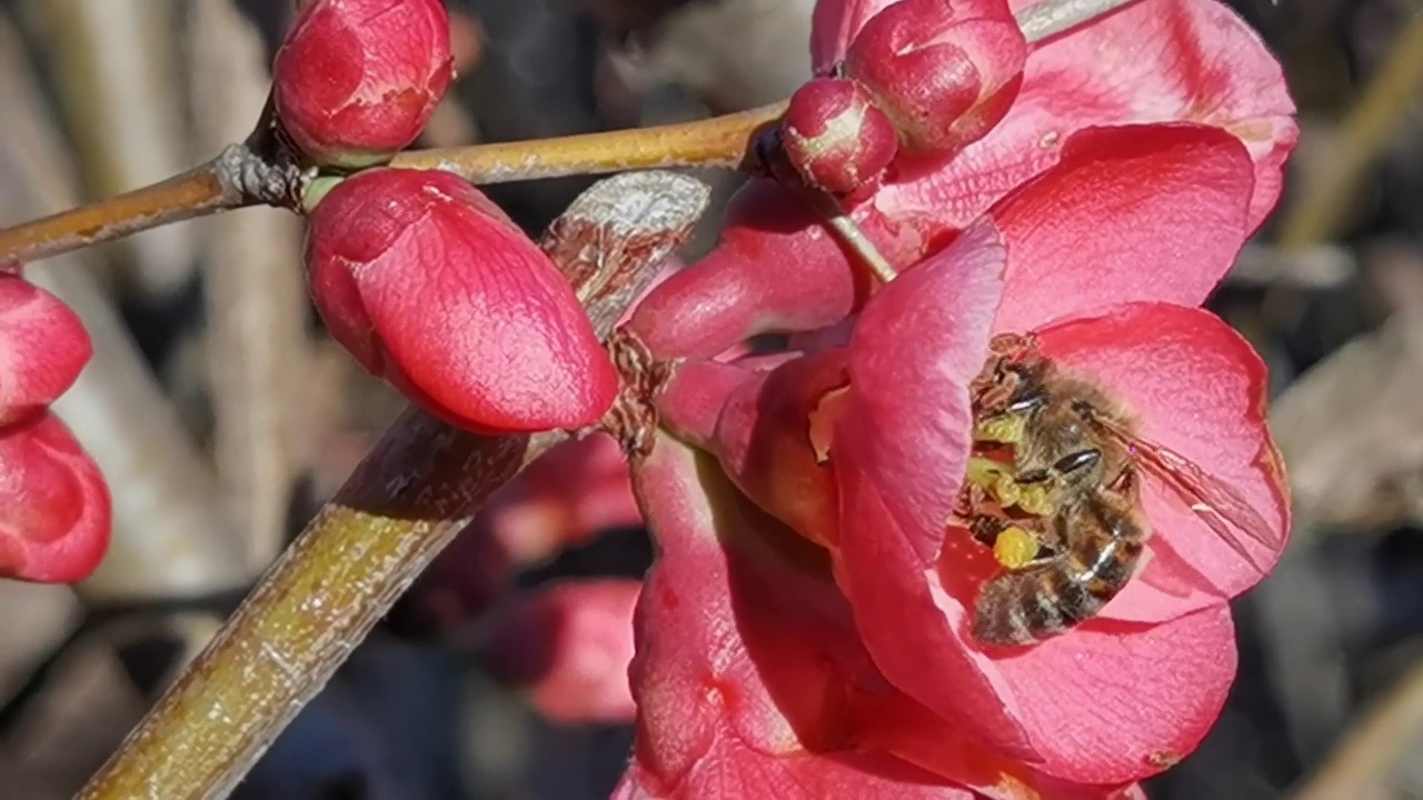 蜂花花粉在初春微视频素材