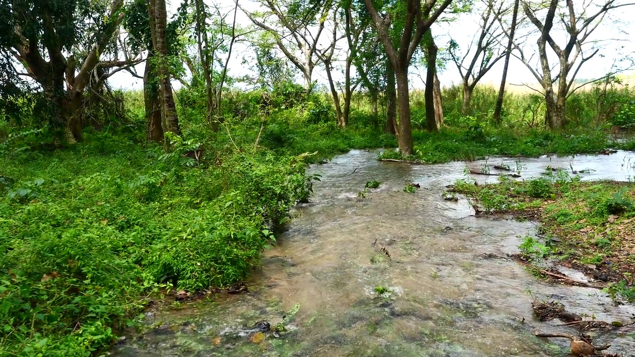 水在雨林里的小溪里流动视频素材