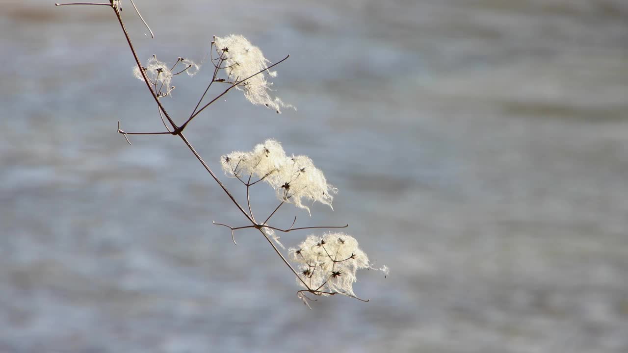 野生气候植物的种子头，也叫铁线莲视频素材