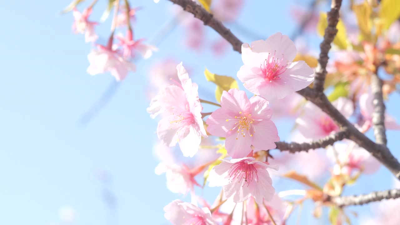 樱花盛开的照片，拍摄于日本的春天。视频素材