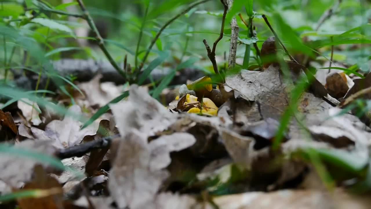 采摘野蘑菇视频素材