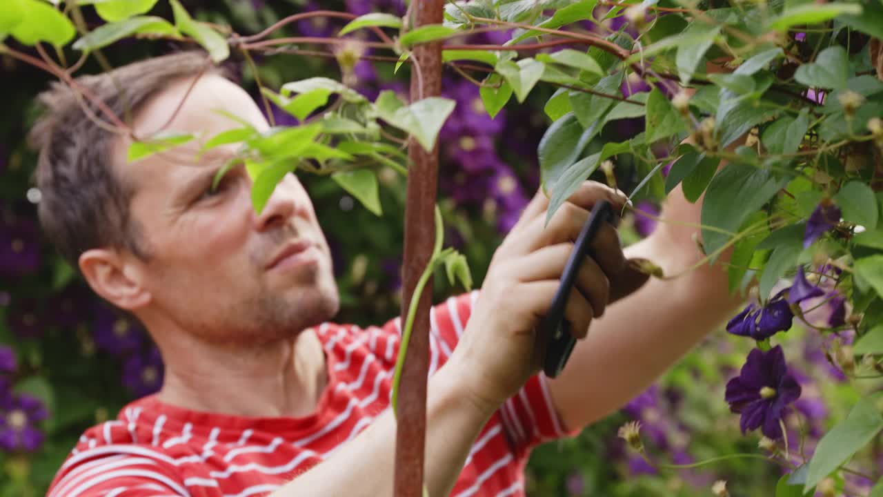 男人在花园里修剪紫色铁线莲花视频素材