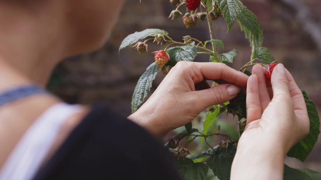 近距离观察生长在花园植物上的红覆盆子的妇女视频素材