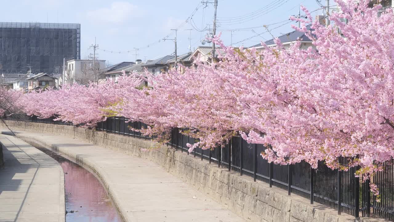 在日本的一个公园里，樱花在春天盛开。视频素材