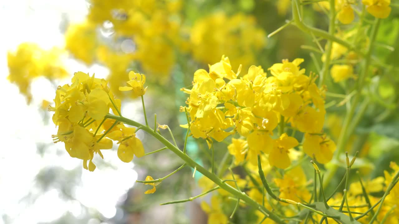 沿江油菜花盛开。视频素材