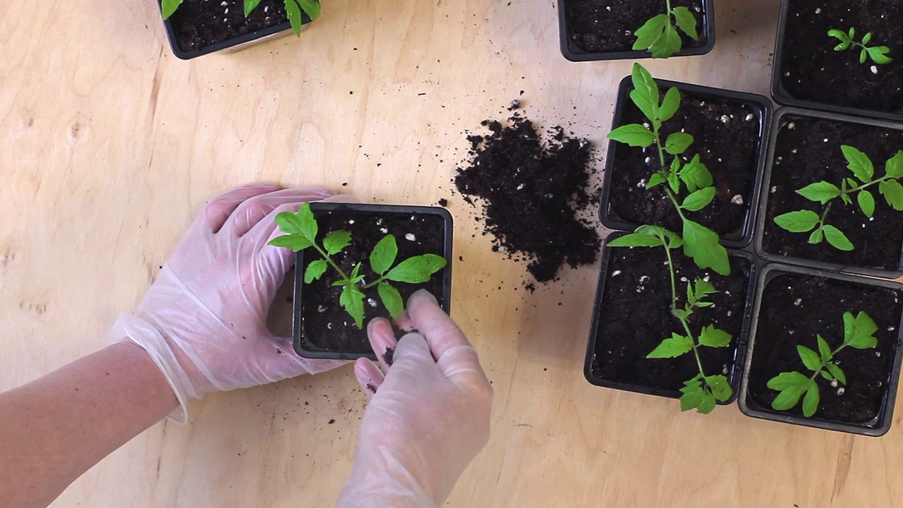 将番茄幼苗从盒式磁带移植到花盆中。视频素材