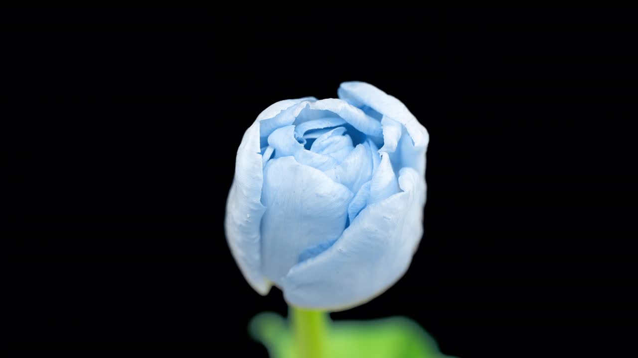 黑色背景上美丽的蓝色郁金香花，时间推移。复活节，生日，春天，情人节，节假日的概念。4 k视频素材