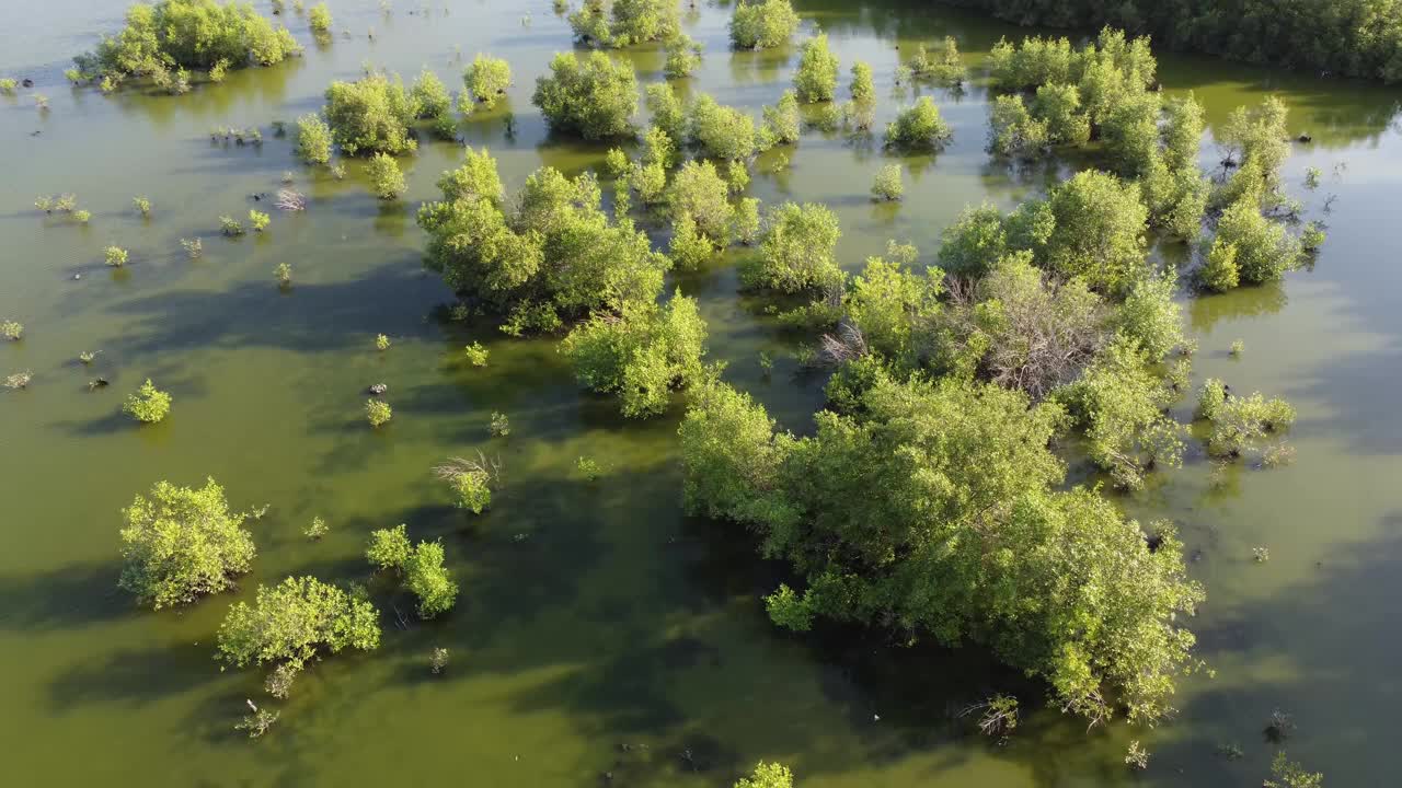 鸟瞰图中的巴图湾湿地视频素材