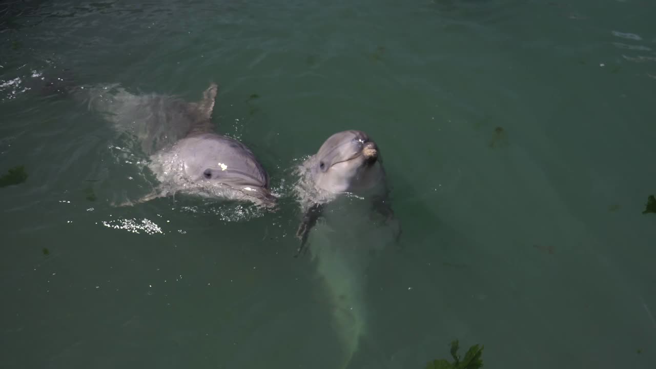 野生自然。在阳光明媚的日子里，海豚在海水中游泳、潜水和嬉戏视频素材