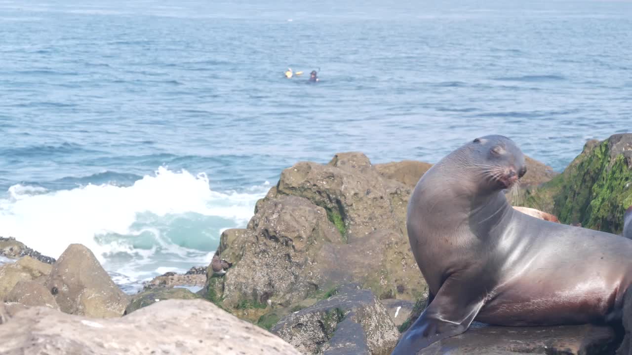 野生小海豹肖像，可爱的海狮休息岩石海洋加利福尼亚海滩视频素材