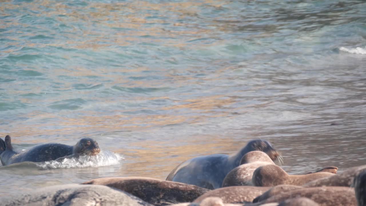 野生斑点毛皮海豹繁殖地，太平洋港海狮游泳，加利福尼亚，美国视频素材