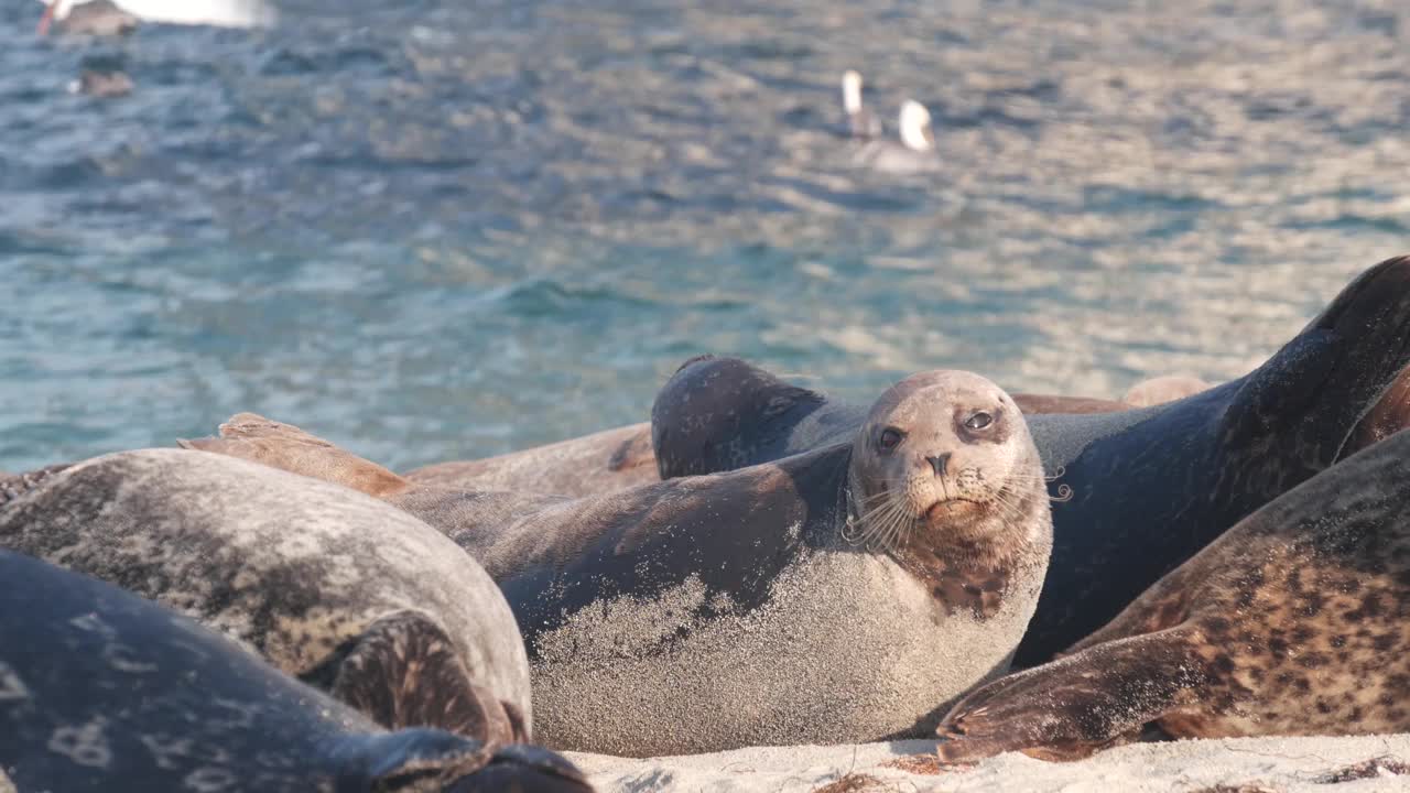 野生斑点毛皮海豹繁殖地，太平洋港海狮休息，加利福尼亚海滩视频素材