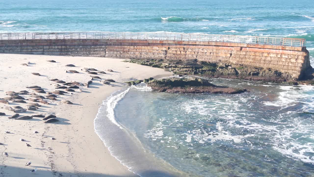 野生斑点毛皮海豹繁殖地，太平洋港海狮休息，加利福尼亚海滩视频素材