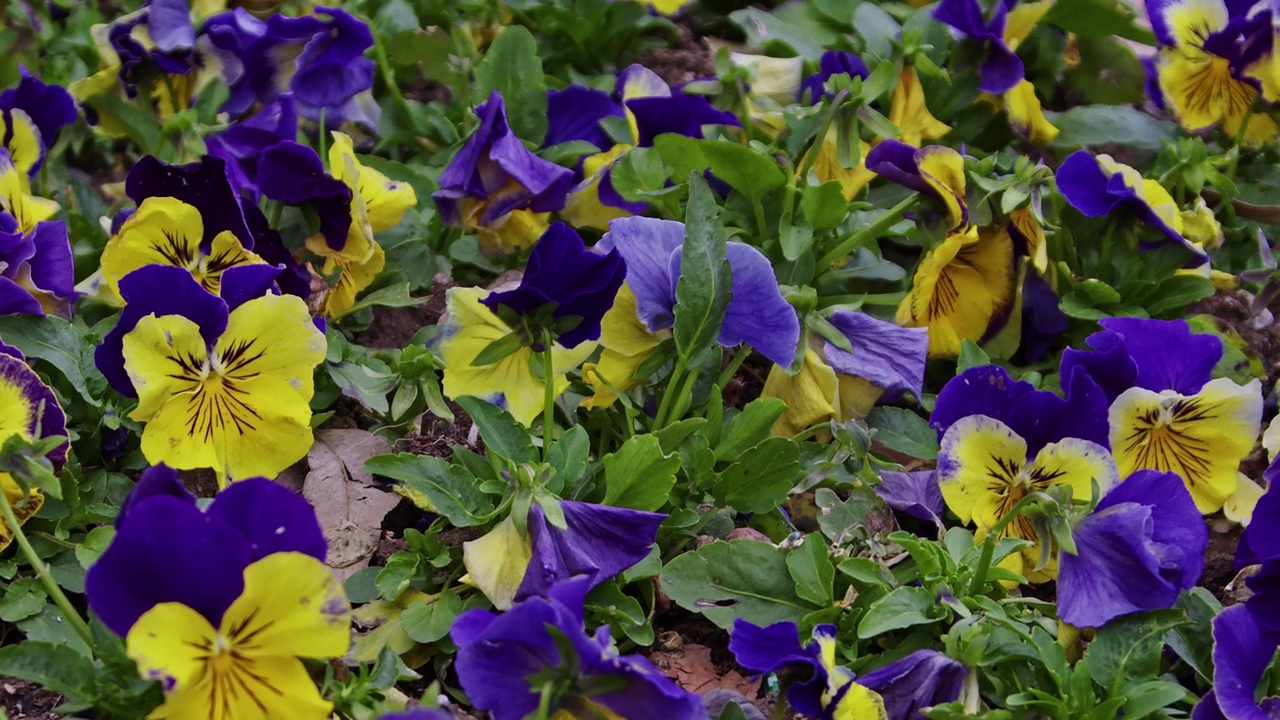 《花园里的三色堇》紫黄春花视频素材