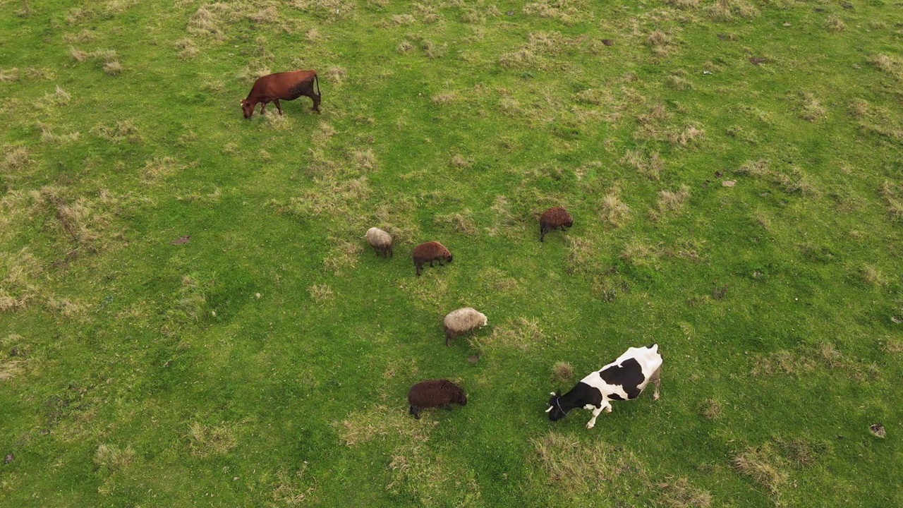 高空无人机在牧场和牛群上空飞行。农场或农业概念。4 k分辨率的视频。视频素材