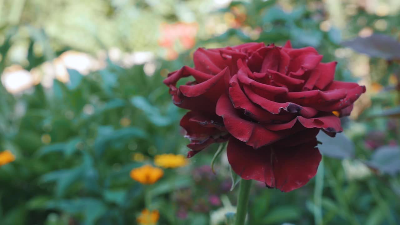 在炎热阳光灿烂的夏日，一朵红玫瑰在绿叶间绽放。视频素材