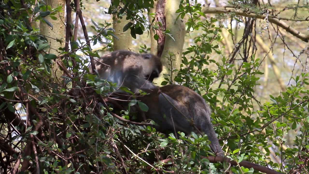 一群猴子在树上寻找寄生物视频素材