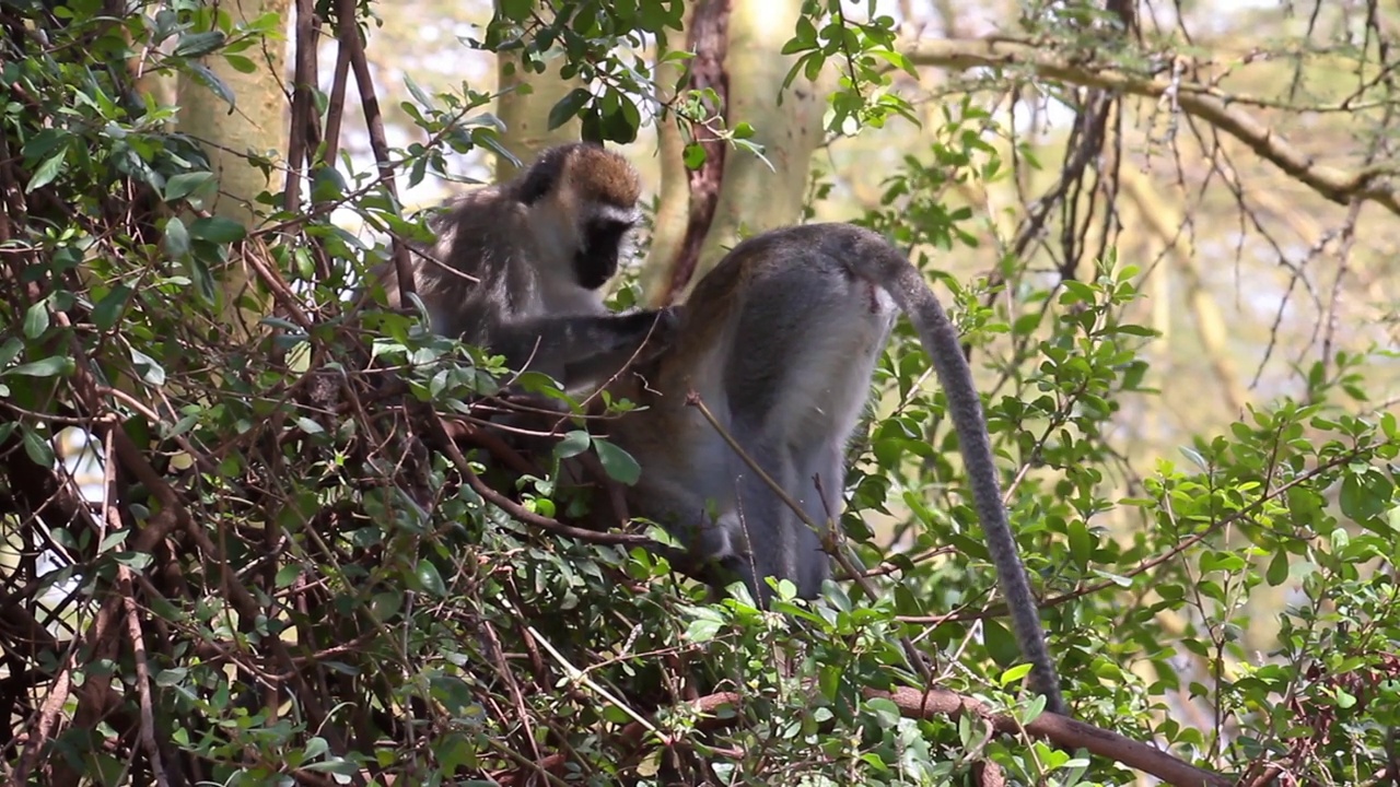 一群猴子在树上寻找寄生物视频素材