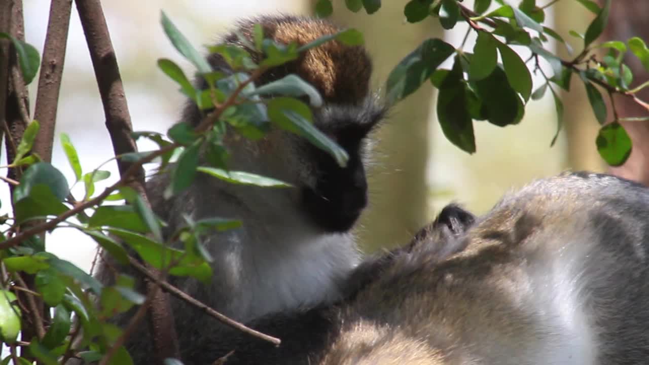 一群猴子在树上寻找寄生物视频素材