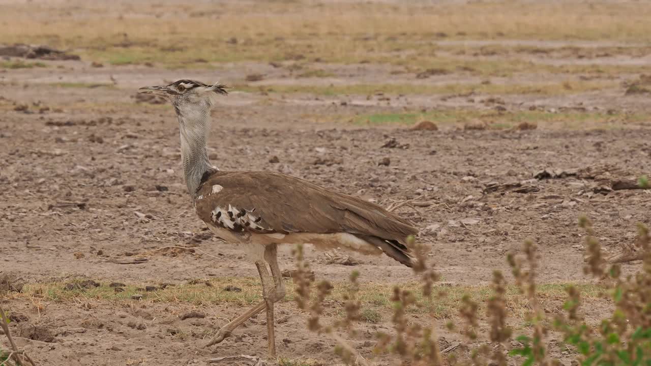 Kori Bustard - Kori Ardeotis Kori非洲最大的飞行鸟，原产于非洲，Otidiformes目，大的行走的灰色和棕色的地面居住的鸟，发现在整个非洲南部视频素材