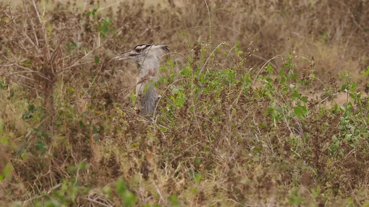 Kori Bustard - Kori Ardeotis Kori非洲最大的飞行鸟，原产于非洲，Otidiformes目，大的行走的灰色和棕色的地面居住的鸟，发现在整个非洲南部视频素材