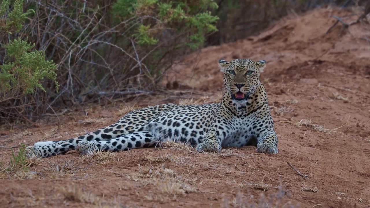 豹- Panthera pardus，非洲的大斑点黄色猫科动物，属Panthera猫科动物科，日落或日出的肖像在非洲尘土丛生的道路旁边的灌木丛中，躺着和休息，张开嘴巴视频素材