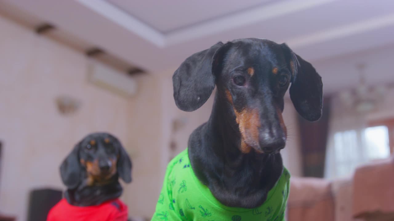 在客厅的特写镜头中，黑色和姜黄色毛发光滑的腊肠犬穿着颜色鲜艳的t恤，长着长耳朵，一起玩耍视频素材