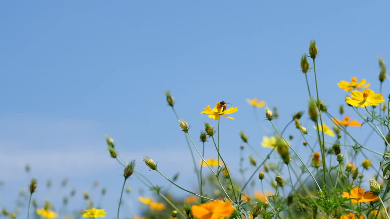 特写硫磺宇宙花与模糊的背景视频素材