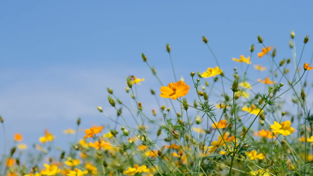 特写硫磺宇宙花与模糊的背景视频素材