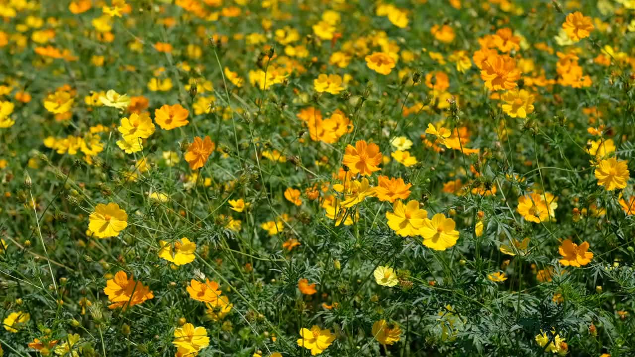 特写硫磺宇宙花与模糊的背景视频素材