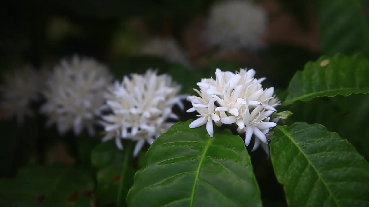 罗布斯塔咖啡花在绿色的树枝上绽放。视频素材