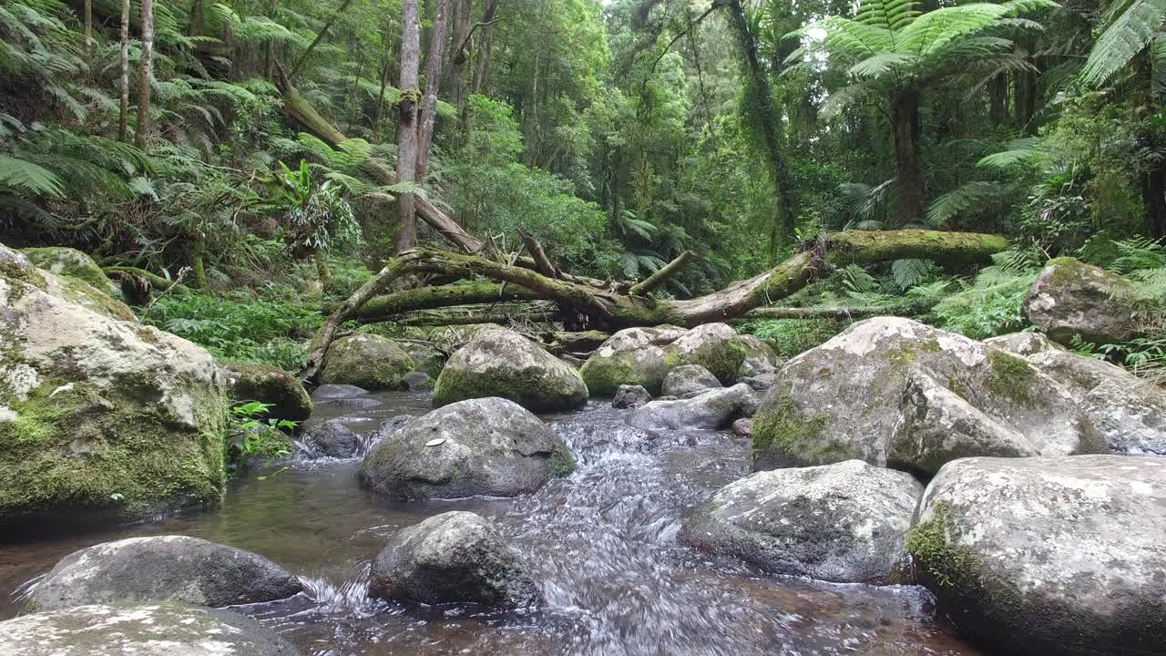 雨林流视频素材