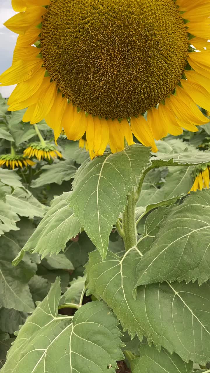 日落后的向日葵田视频素材