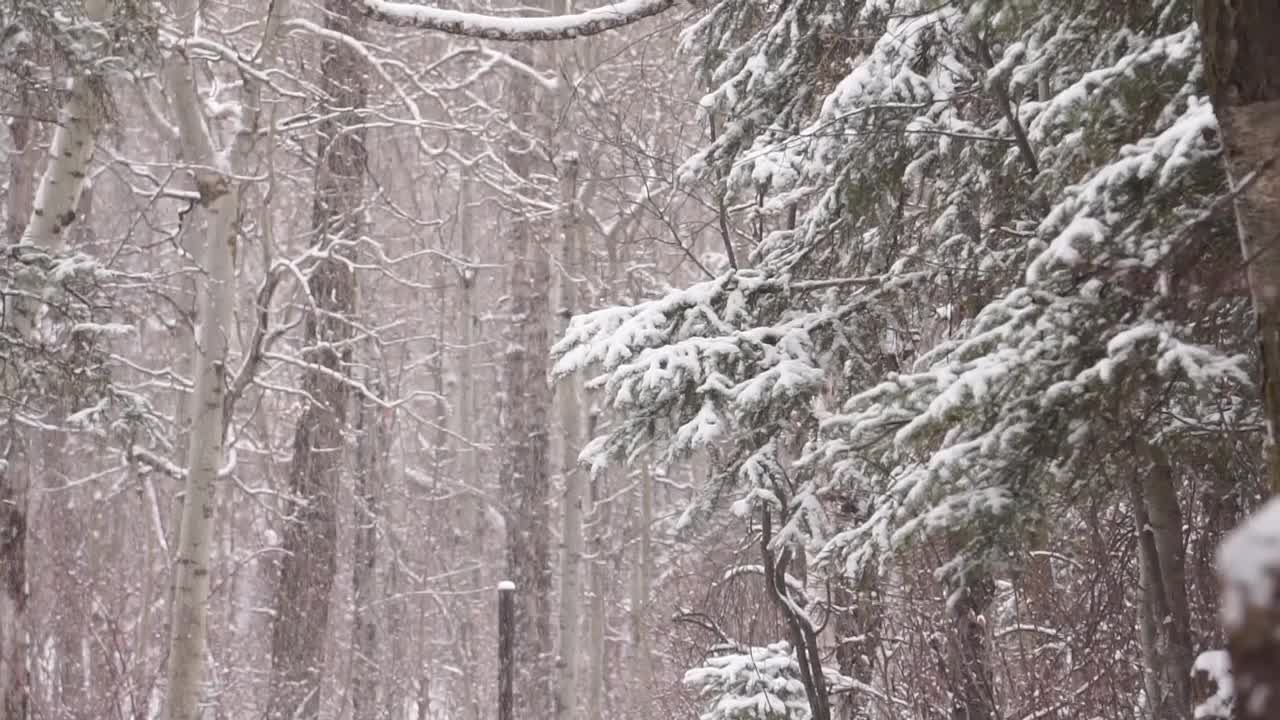 飘落的雪花视频素材