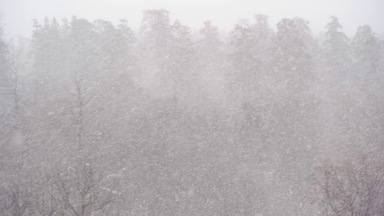 森林里有强烈的暴风雪。冬天天气下雪。视频素材