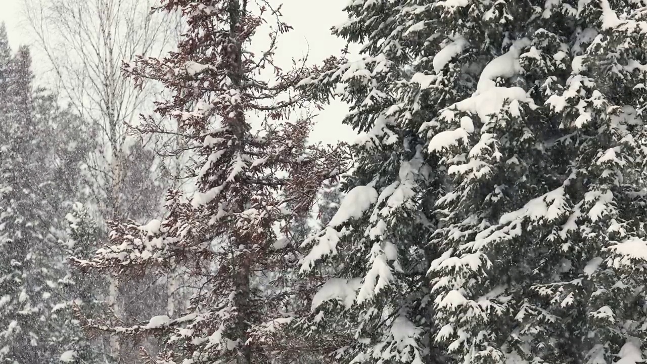 雪景下高大的冷杉树。在一个寒冷晴朗的日子里，冬天的山林里正在下雪视频素材