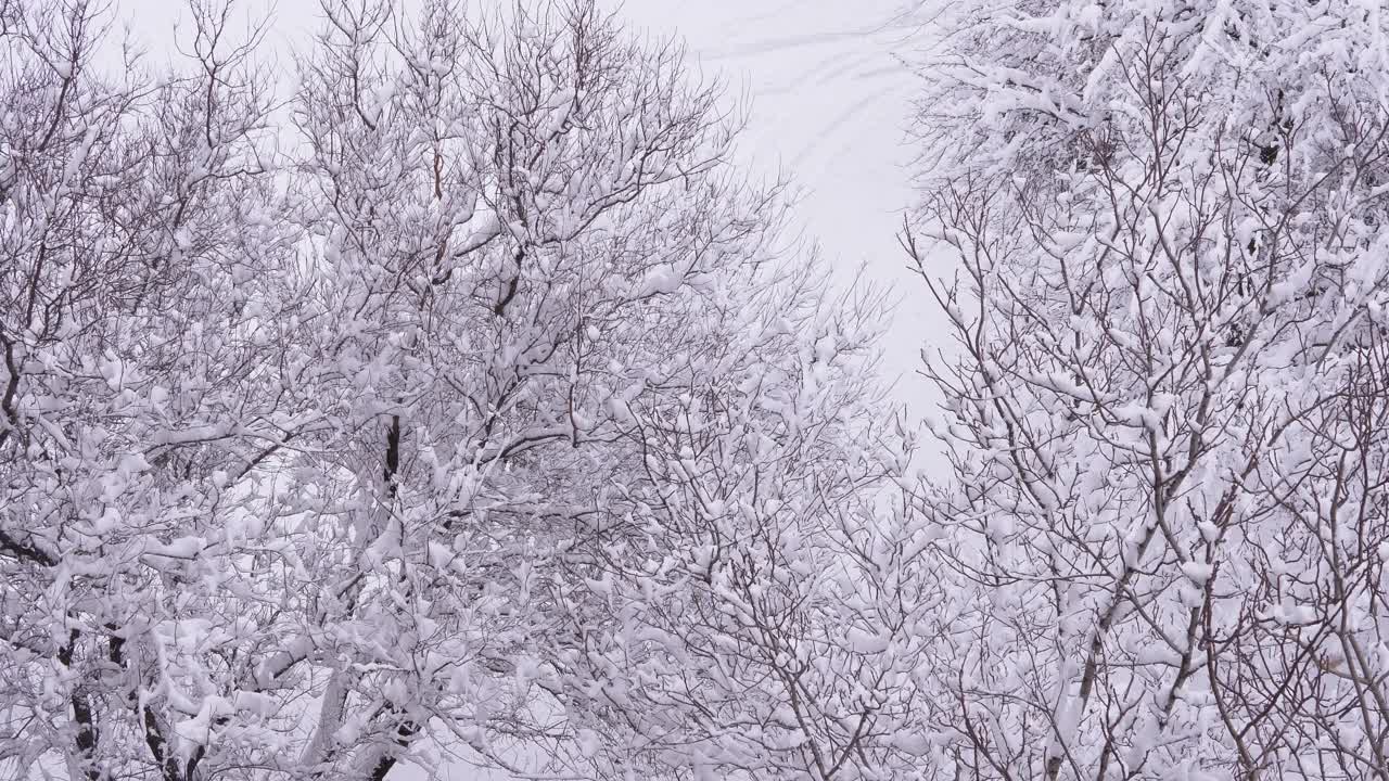 树枝被雪覆盖的冬季森林。从上面看，4K视频素材