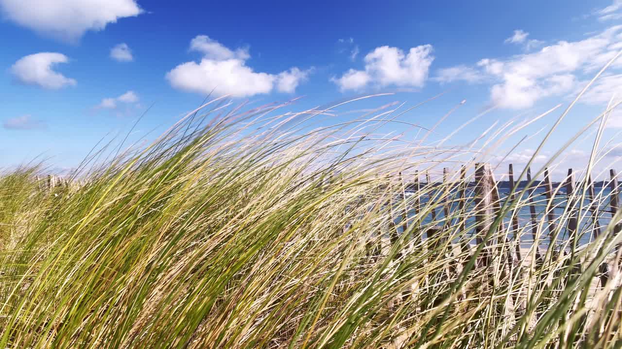 夏天海边吹风的沙丘草视频素材