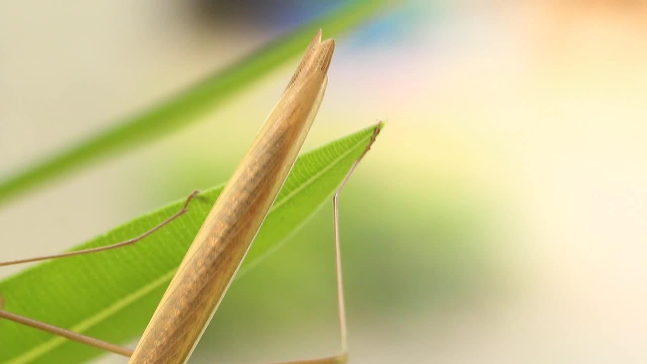 大螳螂抓着树叶视频素材