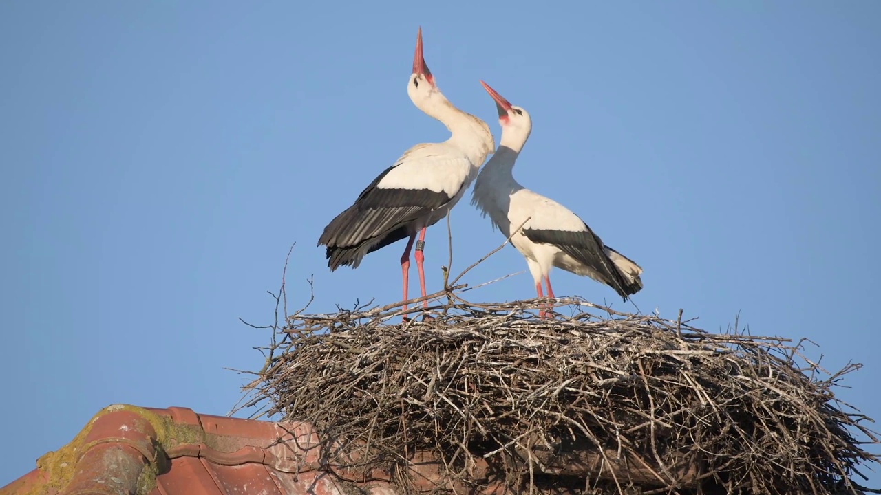 白鹳(Ciconia Ciconia)情侣在春天的爱情游行。视频下载