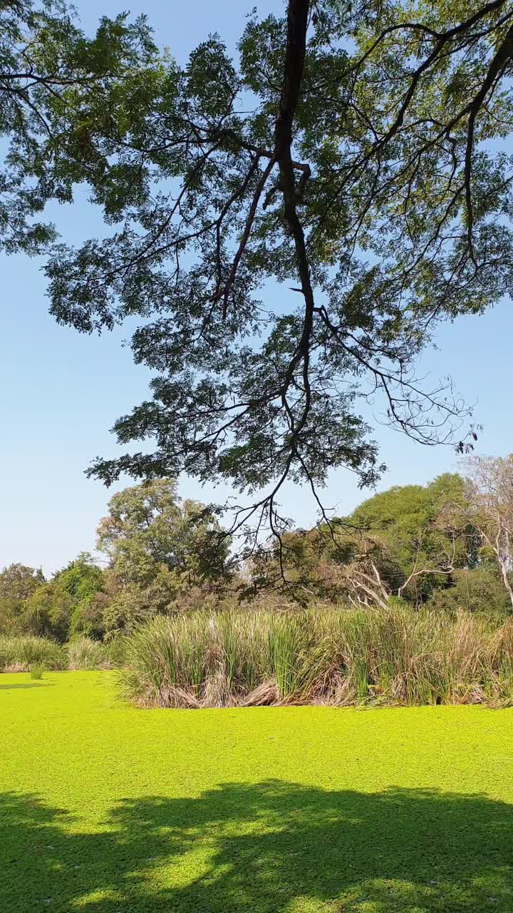 湿地水生植物视频素材