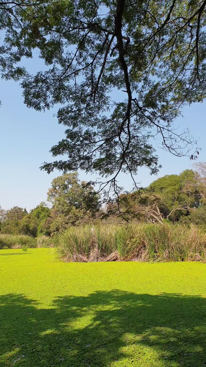 湿地水生植物视频素材