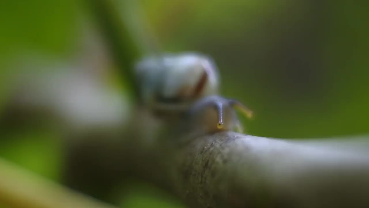 一只小蜗牛在植物的树枝上爬行视频素材